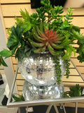Mixed Succulents in Mirror Vase - Floral & Greenery