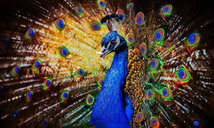 Tempered Glass Art - Colorful Peacock with Crystals Wall Art Decor