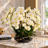 White Phalaenopsis Orchid Arrangement in Black & Gold Vase