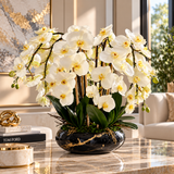 White Phalaenopsis Orchid Arrangement in Black & Gold Vase