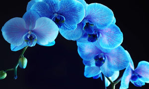 Tempered Glass Art - Blue Orchid Wall Art Decor